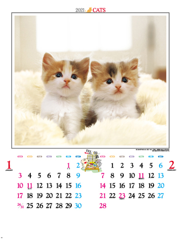 かわいい猫
